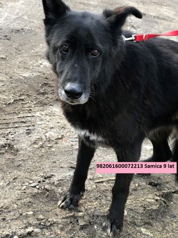 Psiaki oczekujce na adopcj